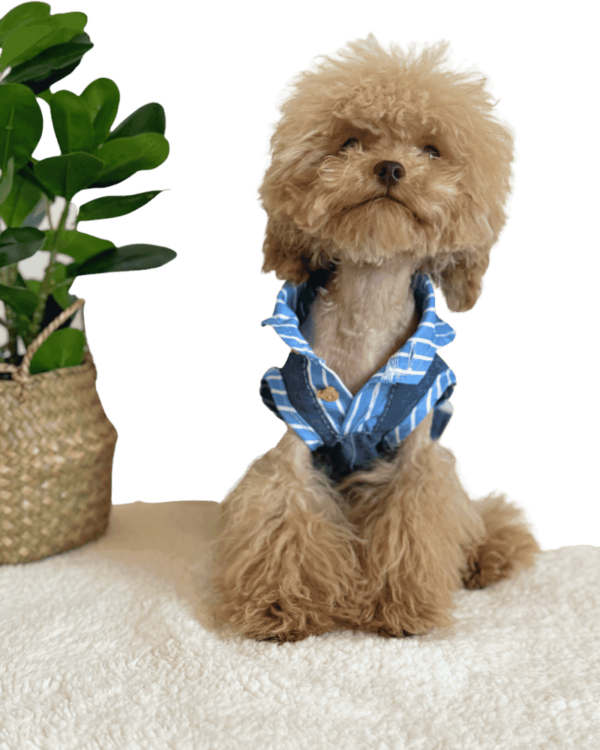 Maltipoo wearing Blue Stripe Summer Shirt from Puppy Clothes
