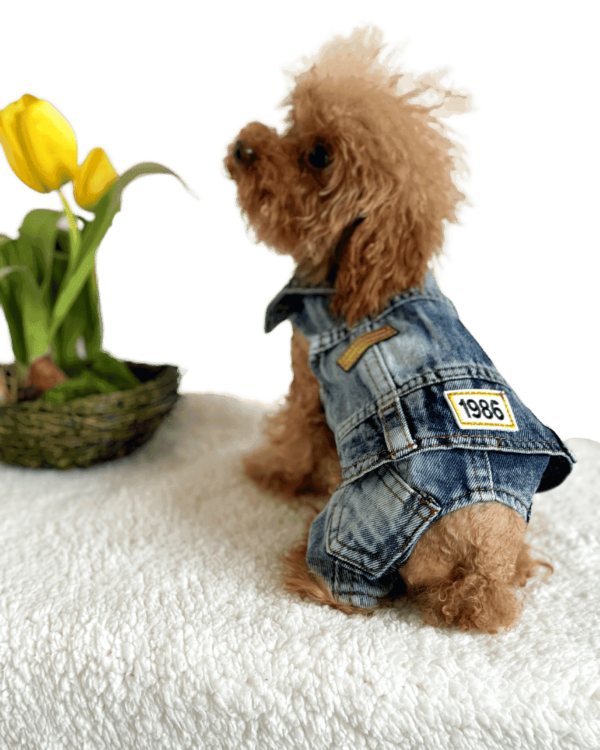 Denim Biker Style Jacket with Jeans Poodle wearing Denim Biker Dog Jacket with Jeans and patches on rear and buttons on front, from PuppyClothes.co.uk