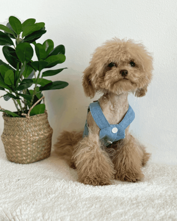 Cute Summer Denim Dog Dress