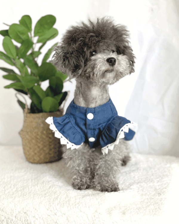 Blue Denim Dog Summer Dress