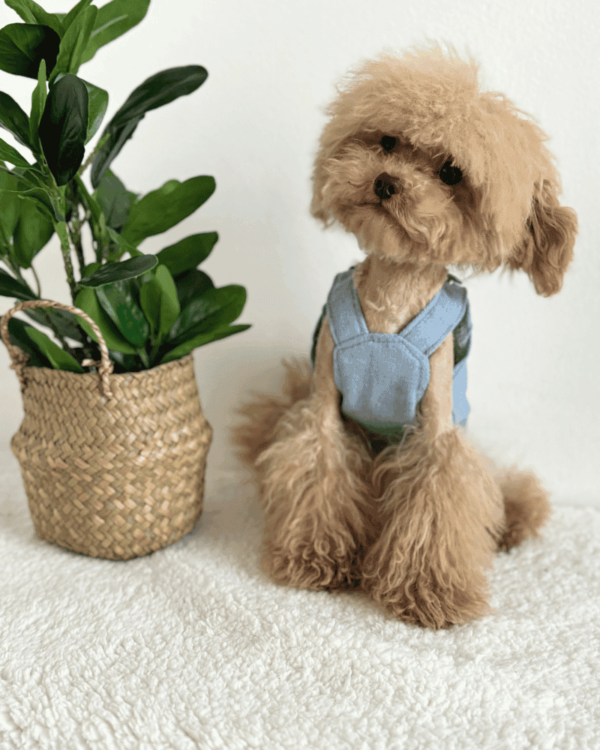 XXS 'Rostory Child' Dog Dress