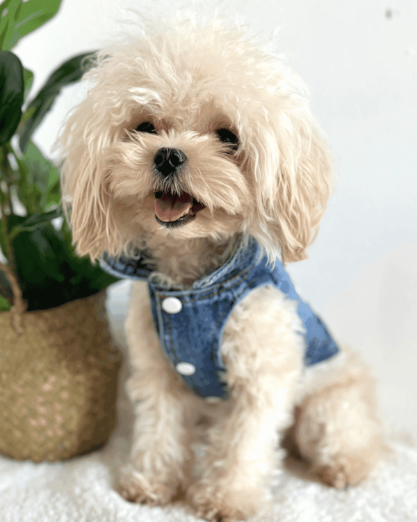 Simple Denim Dog Shirt