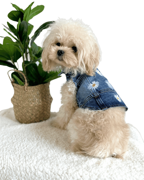 Maltipoo wearing a Denim Dog Shirt from Puppy Clothes