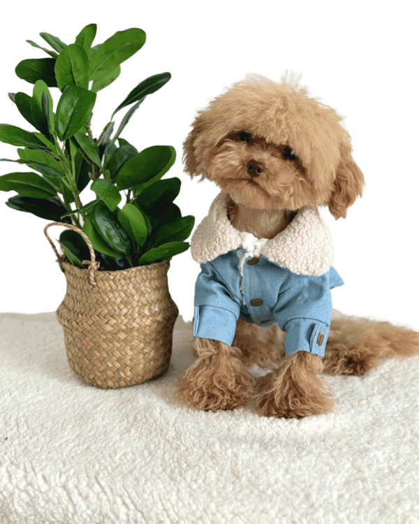 Maltipoo wearing a Denim Fleece Collar Jacket, with buttons and embroidery on back, from Puppy Clothes