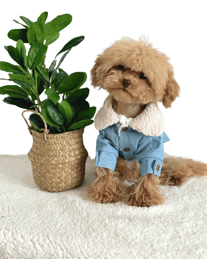 Maltipoo wearing a Denim Fleece Collar Jacket, with buttons and embroidery on back, from Puppy Clothes