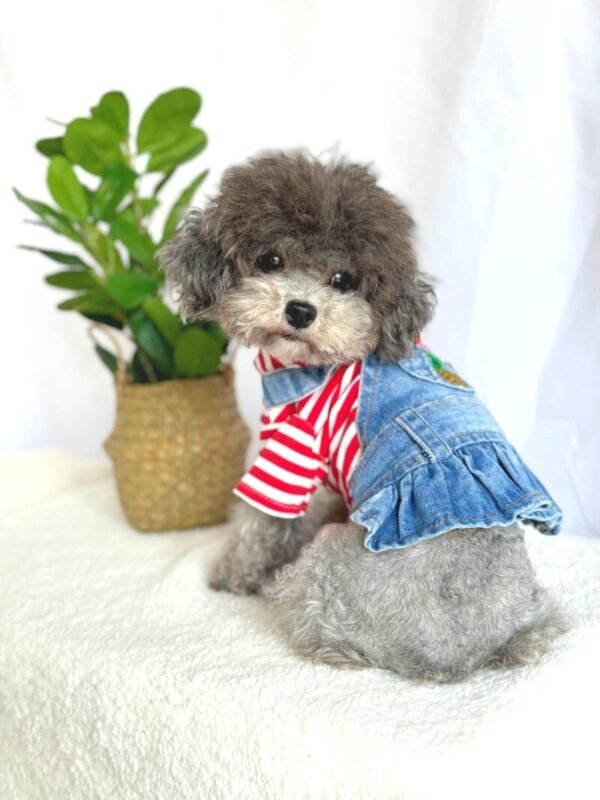 Small Dog Denim Summer Dress with Hoodie