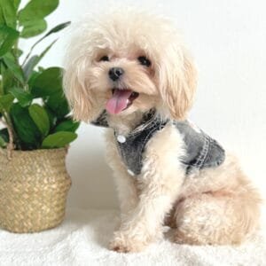 Black Denim Dog Shirt Alt