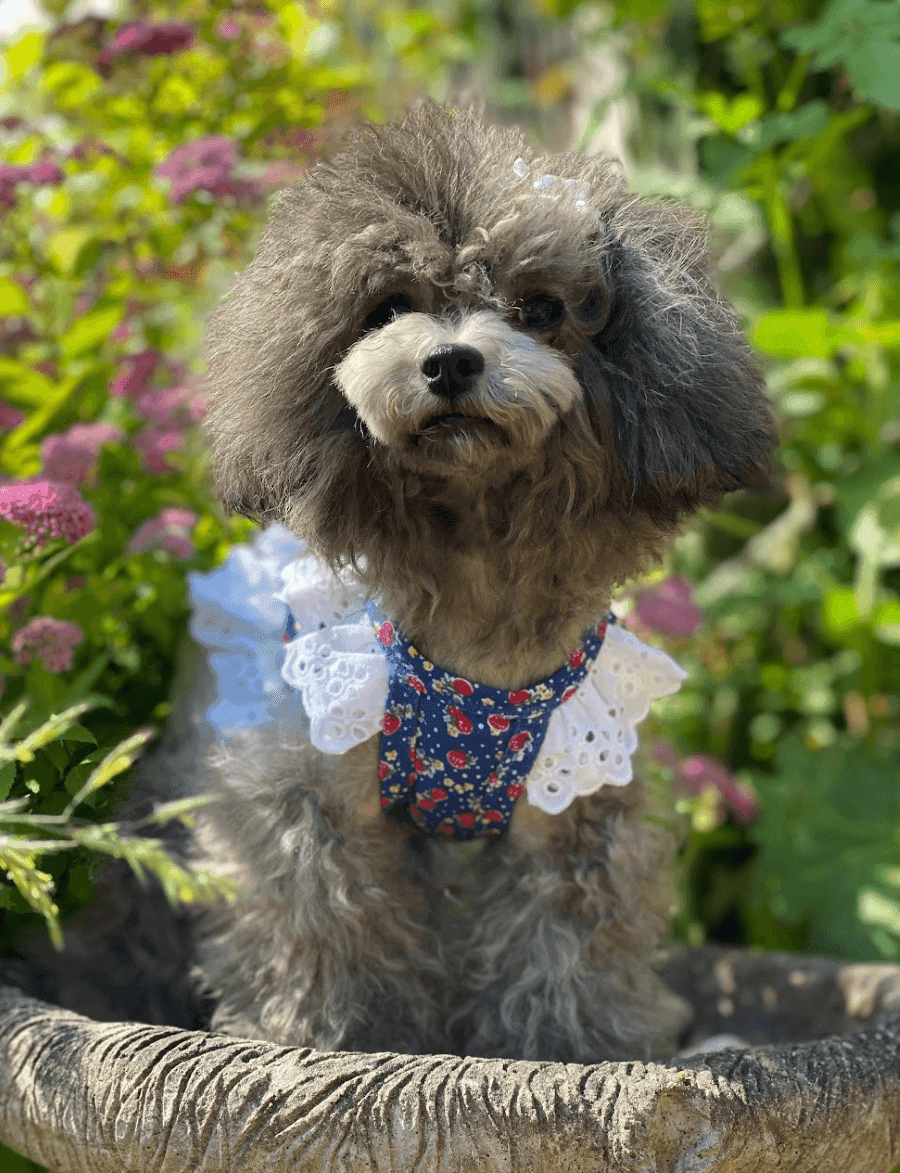 Coco Puppy Clothes Brand Designer