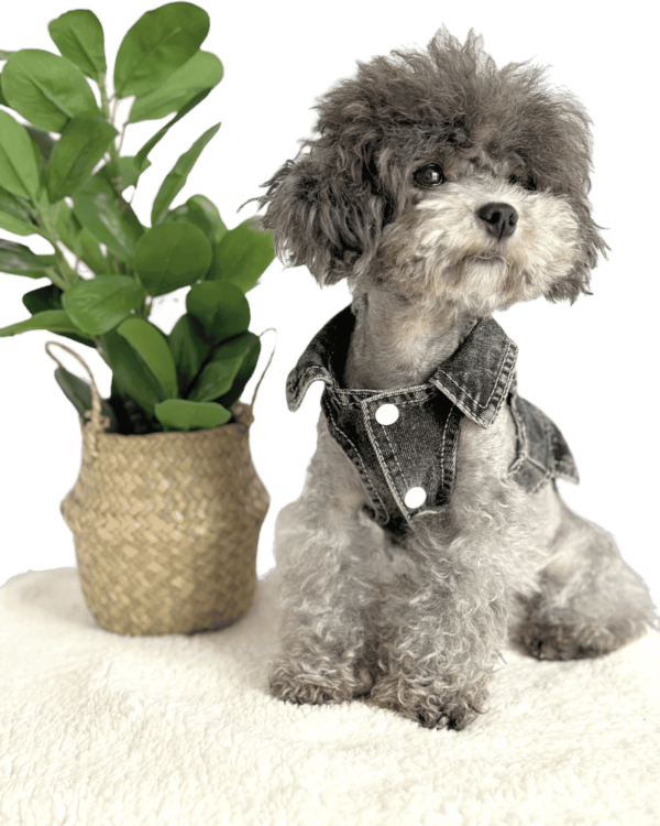 Poodle wearing Black Denim Dog Summer Dress with Removable white frills and collars, from Puppy Clothes