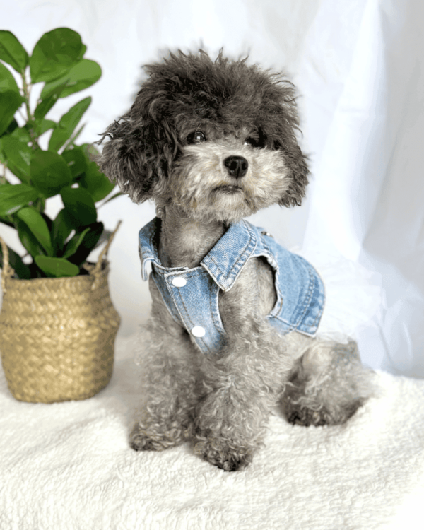 Denim Shirt Removable Dress