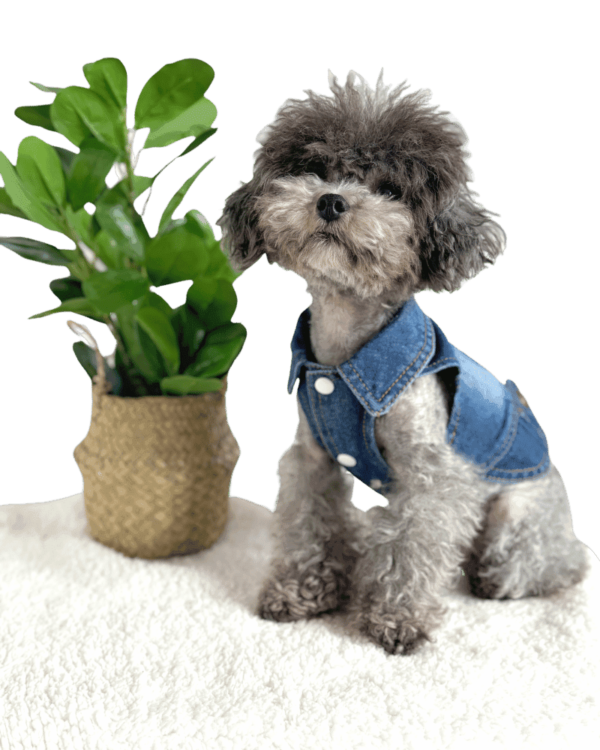 Poodle wearing Blue Denim Dog Jacket with collars and buttons, from Puppy Clothes