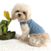 Maltipoo wearing Denim Dog Jacket with adorable teddy print hoodie, from Puppy Clothes