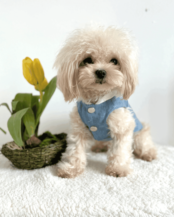 Denim Dog Jacket with Hoodie