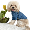 Maltipoo wearing Quality Denim Dog Shirt for small dogs with gold buttons and double breasted (style) pockets, from Puppy Clothes
