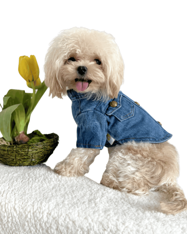 Maltipoo wearing Quality Denim Dog Shirt for small dogs with gold buttons and double breasted (style) pockets, from Puppy Clothes
