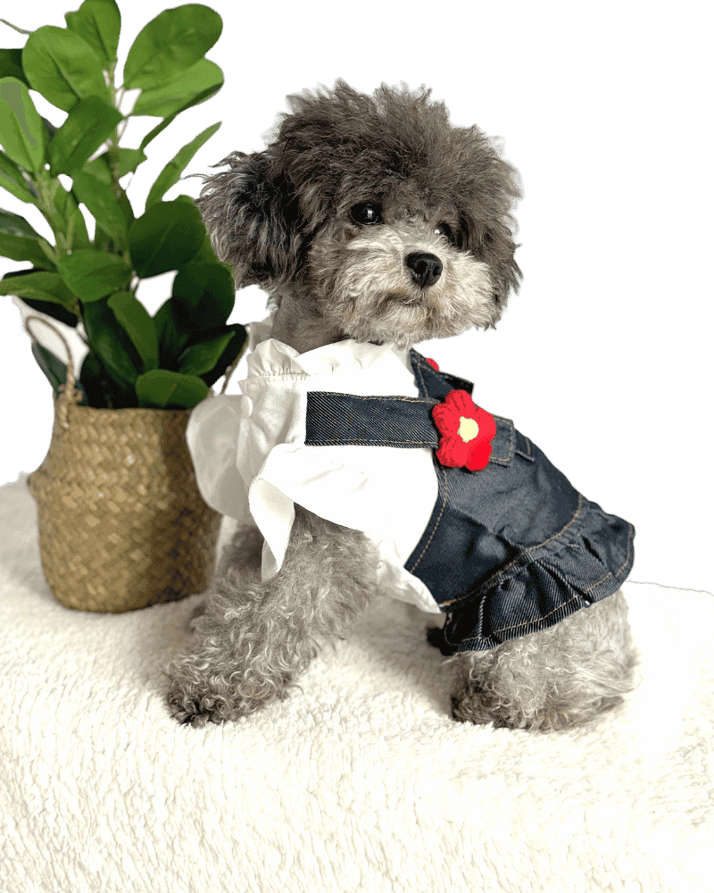 Poodle wearing Dark Denim Style Dog Dress with Blouse and beautiful red crocket style flower on non adjustable straps, from Puppy Clothes