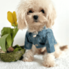 Designer Style Dog Jacket