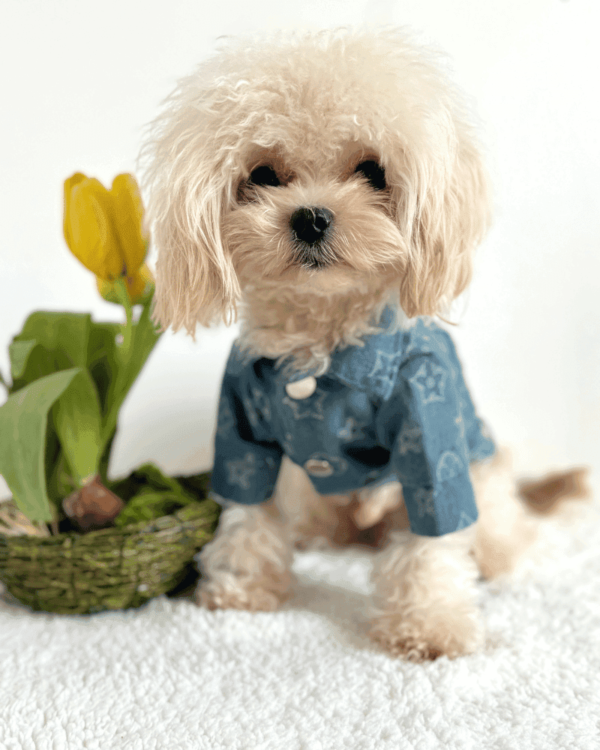 Designer Style Dog Jacket