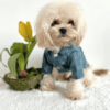Designer Style Dog Jacket