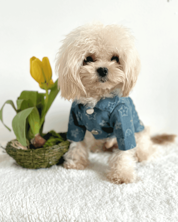 Designer Style Dog Jacket