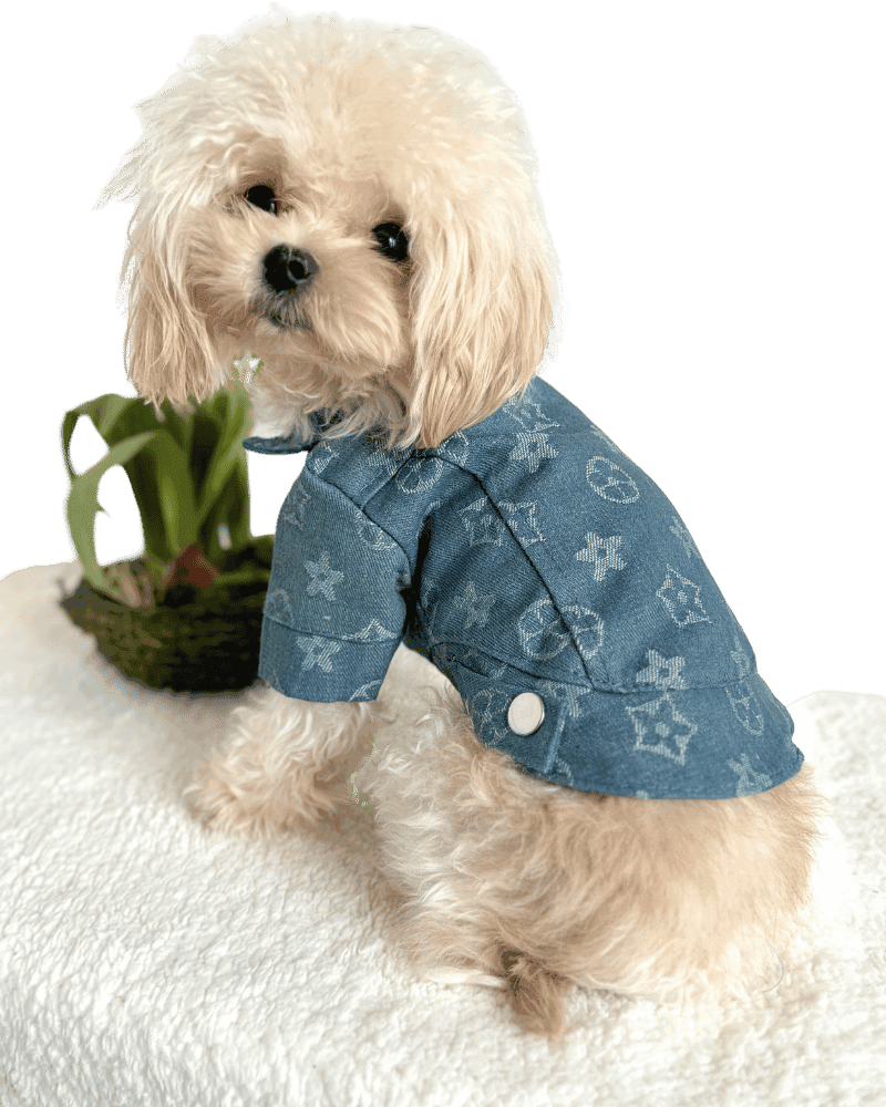 Maltipoo wearing Designer Style Dog Jacket with designer tiled print all over, from Puppy Clothes