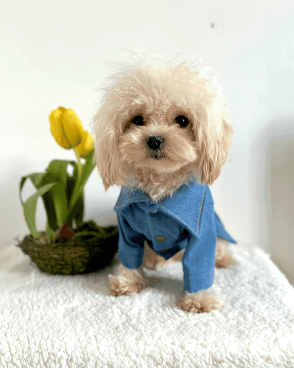 Denim 'Printed' Dog Jacket