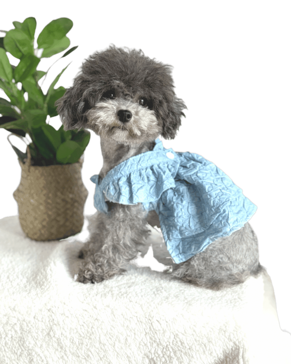 Poodle wearing Light Denim Dress with tag that reads 'Hand Made', pretty light blue, embossed style dress, from Puppy Clothes