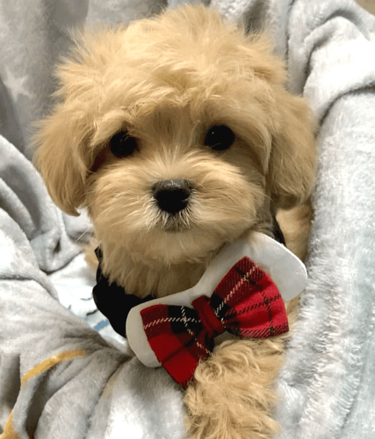 Puppy Clothes About Us - Creative Head
