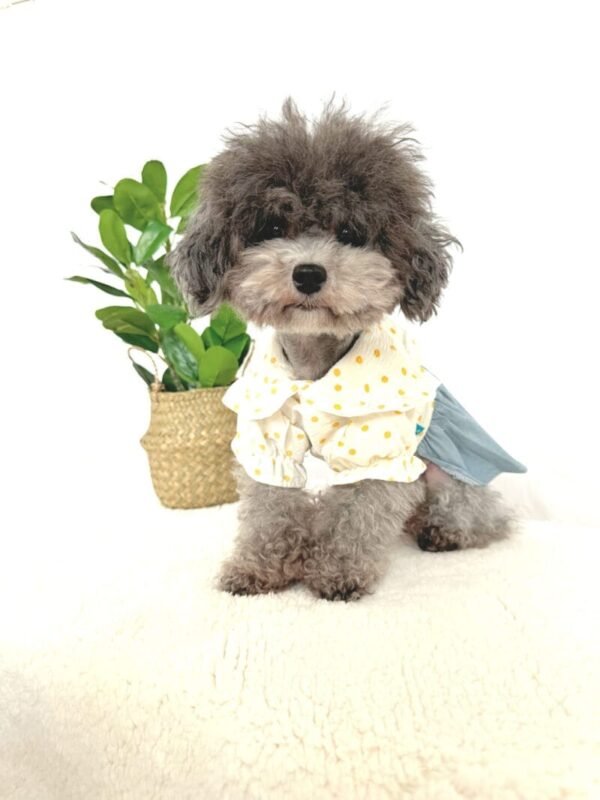Denim Style Summer Dog Dress