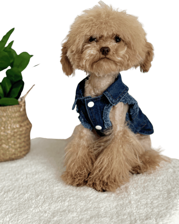 Maltipoo wearing Sleeveless 'Rock Style' Denim Dog Shirt with Collars and white button fasteners. '52 FASHION Fashion Wind is in my hands' embroidered on rear, with lead attachment, from Puppy Clothes