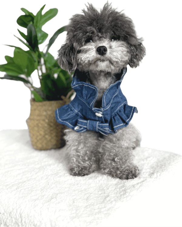 Poodle wearing Summer Denim Dog Blouse, from Puppy Clothes