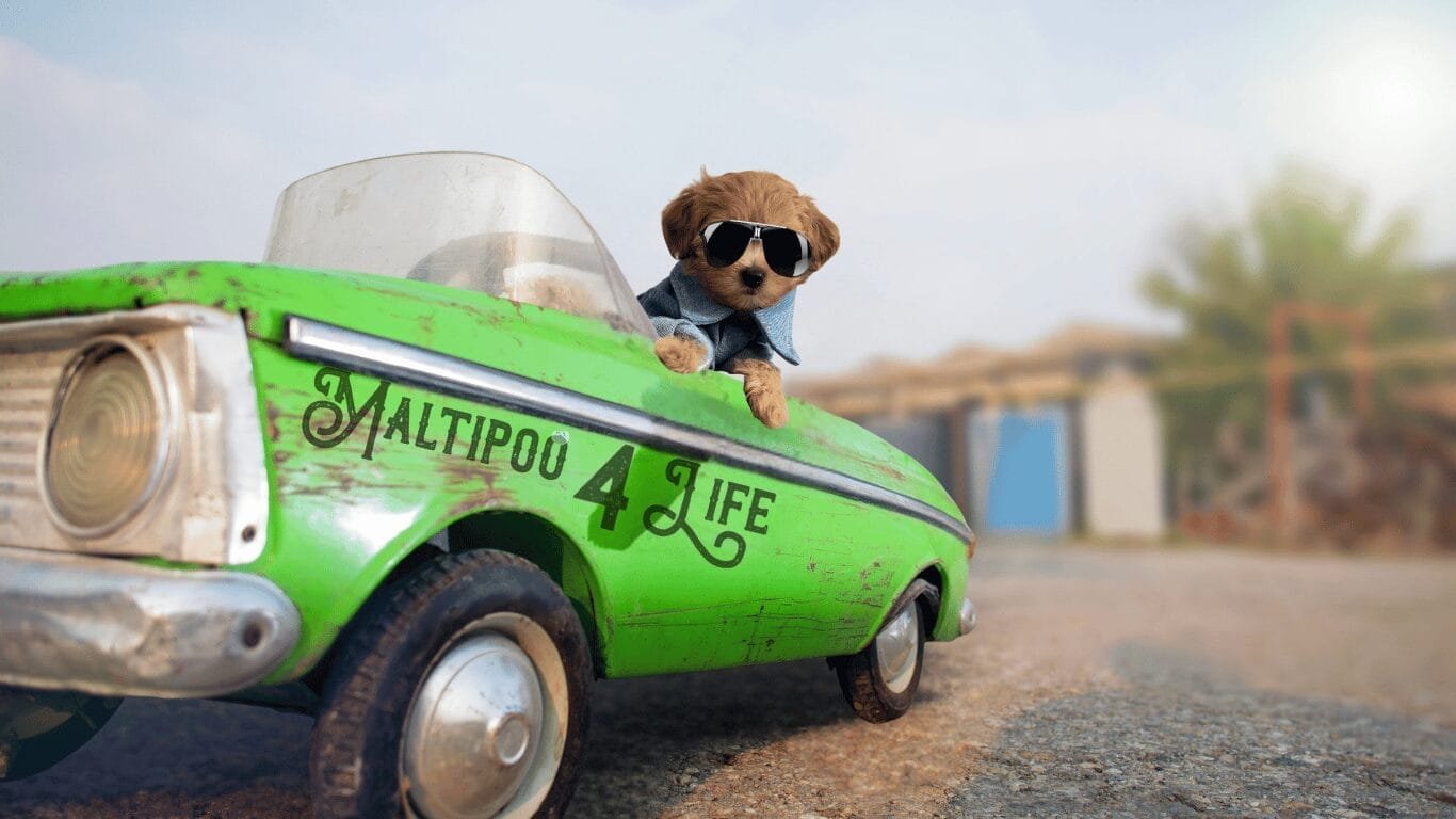 Puppy in Car with Clothes