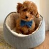 Dark Denim Bow Tie on Puppy