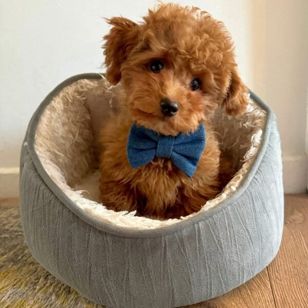 Dark Denim Bow Tie on Puppy