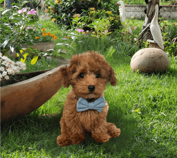 Light Denim Dog Bow Tie Pic