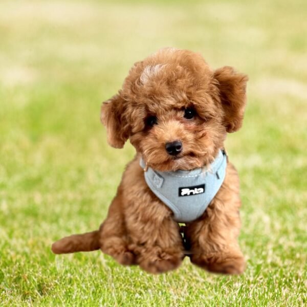 Light Denim Dog Harness pic