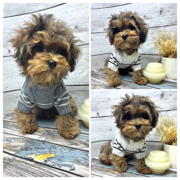 Cosy Knitted Dog Jumper Alt