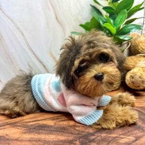 Cute Knitted Dog Jumper Alt