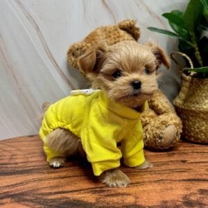 Cute Puppy PJs Alt
