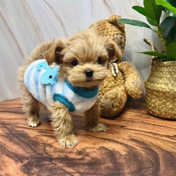 Cute Puppy Textured Tops Alt