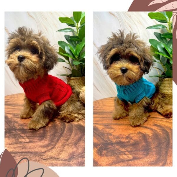 High Collar Knitted Dog Jumpers Alt