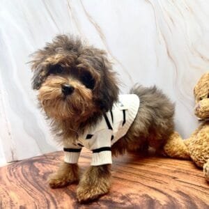 Knitted Dog Cardigan Alt