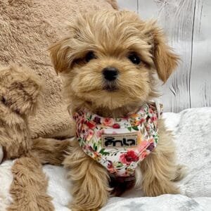 Pretty Floral Harness Alt