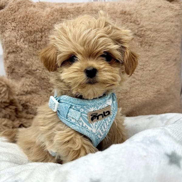 Spring Blue Harness Alt