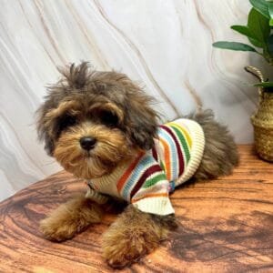 Striped Knitted Dog Jumper Alt