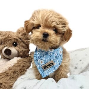 Blue Floral Puppy Bandana