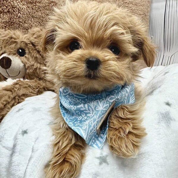 Spring Blue Puppy Bandana
