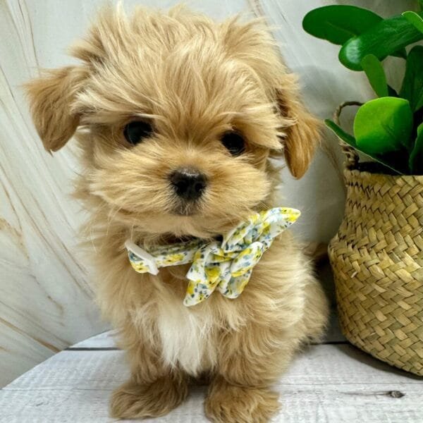 Yellow Spring Puppy Bow